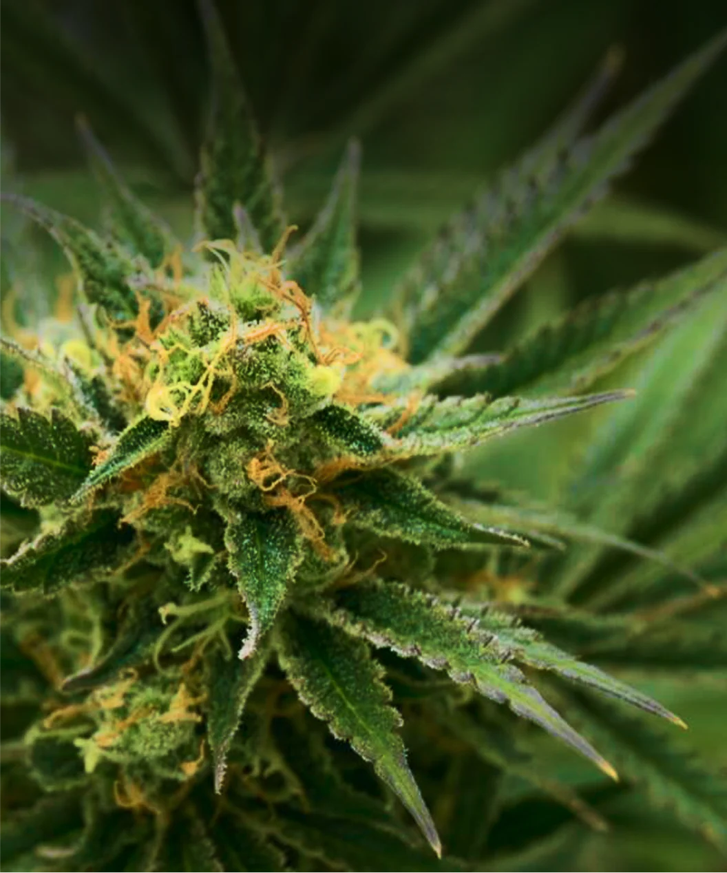 Buy London Pound Cake THCa Flower Premium Strain | Black Rock Vape Black Rock Vape Delivery Buy London Pound Cake THCa Flower Premium Strain | Black Rock Vape Black Rock Vape Delivery