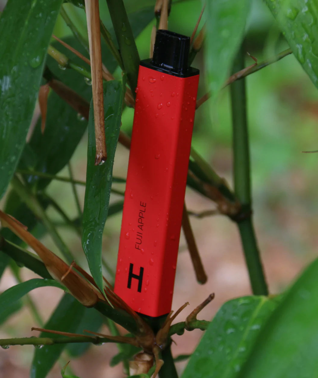 Buy London Pound Cake THCa Flower Premium Strain | Black Rock Vape Black Rock Vape Delivery Buy London Pound Cake THCa Flower Premium Strain | Black Rock Vape Black Rock Vape Delivery
